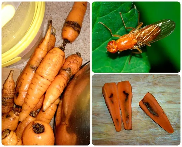 Вредители морковной ржавчинной мухи - фото.