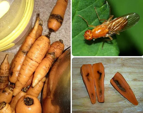 Повреждения, наносимые морковной ржавчинной мухой