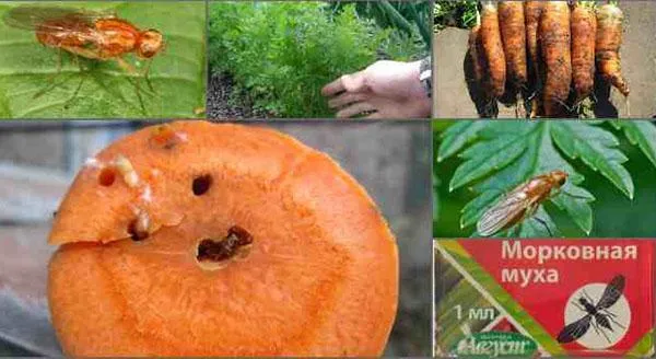 Методы борьбы с морковной ржавчинной мухой