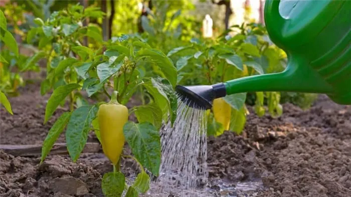 Нужно ли поливать перцы в теплице: правила правильного полива для получения высоких урожаев