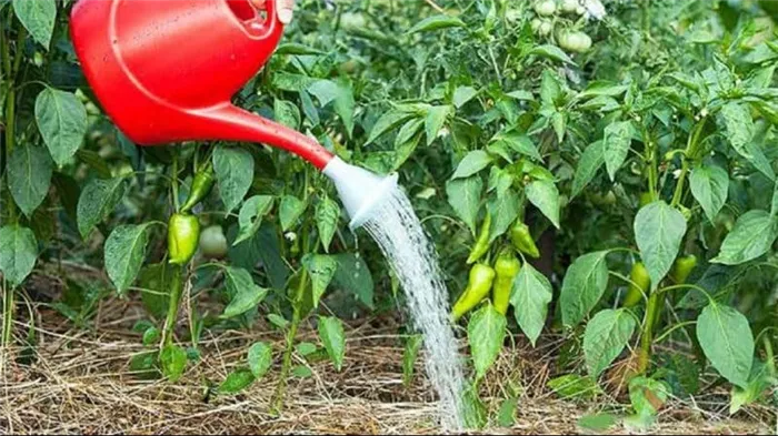 Нужно ли поливать перцы в теплице: правила правильного полива для получения высоких урожаев