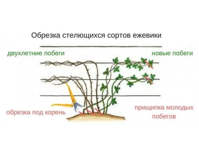 Системы обрезки стеблей малины.
