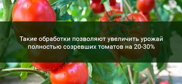 Эффективность диеты томатов с йодом на листьях