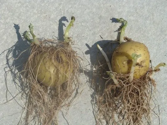 Корнеплоды картофеля