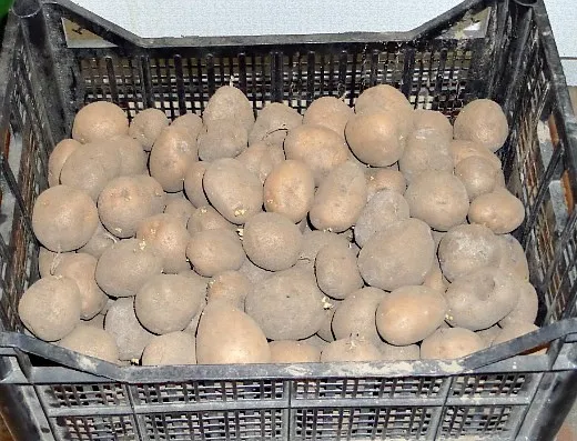 Сколько времени требуется для проращивания картофеля