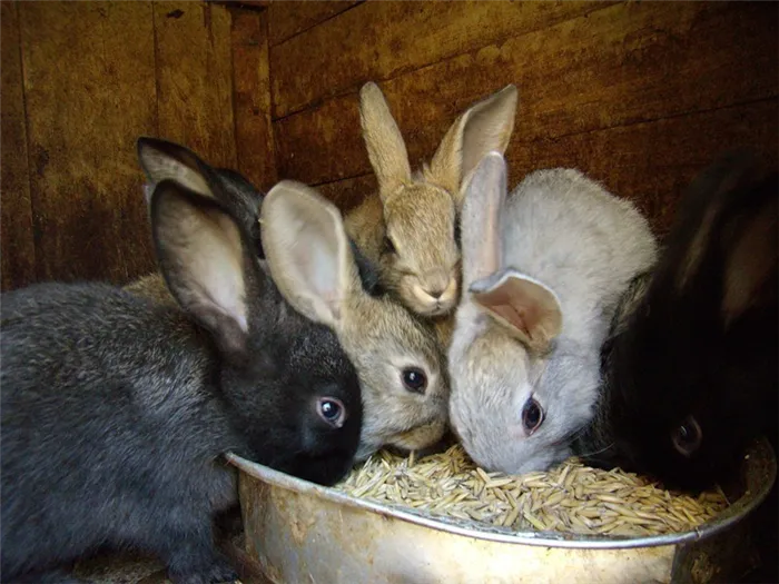 Корм для кроликов обеззараживается оксипропионовой кислотой