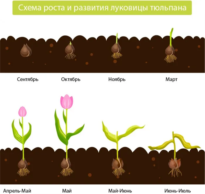 Цикл роста тюльпана