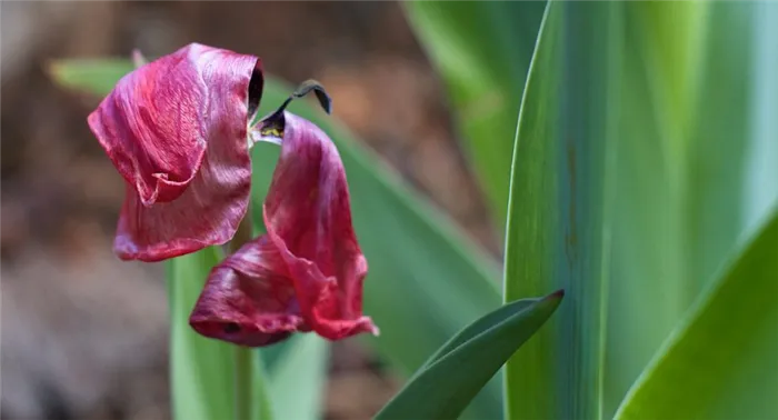 Что делать после цветения тюльпанов