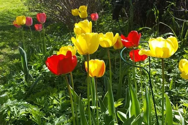 Цветение тюльпанов - нужно ли их выкапывать?