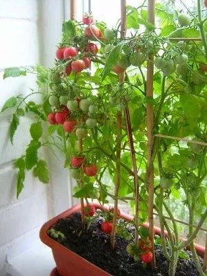 Фотография высокорослых мини-томатов