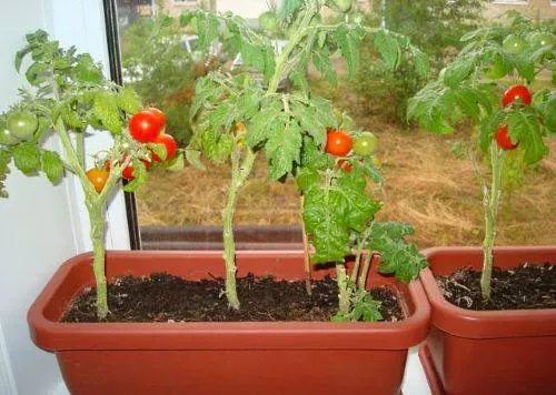 Фото: горшечные мини-томаты, выращенные на подоконнике