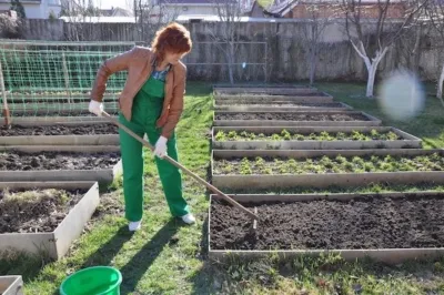 Секреты выращивания лука в Ялте: как правильно выращивать красный сорт в Крыму? Сбор и хранение урожая