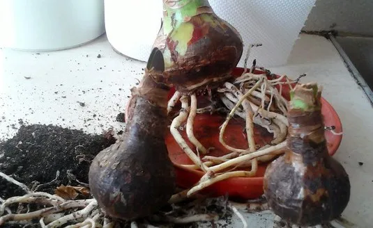 Как сохранить луковицы гиацинтов