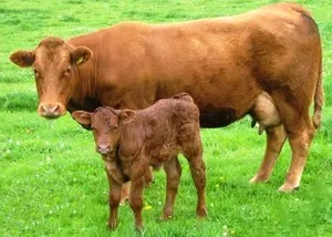 Крупный план коровы и теленка