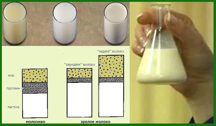 Содержание молока в жире