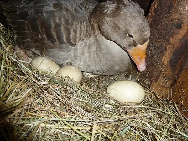 Производство гусиных яиц
