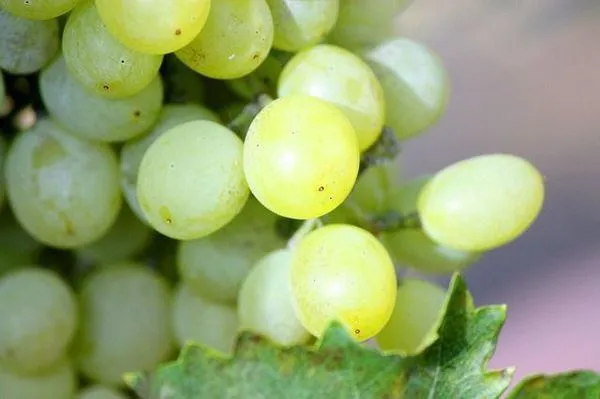 Многие факторы играют роль в определении времени созревания винограда.