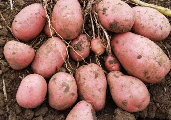 Признаки зрелости картофеля