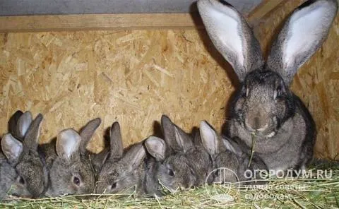 Самка кролика может родить 10 и более совместных пометов