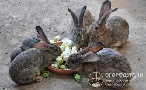 Кроликам необходимо каждый день есть много сена и свежих овощей.