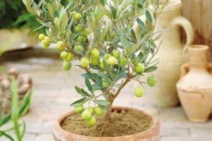 Размножение, выращивание и уход за оливковыми деревьями в домашних условиях.