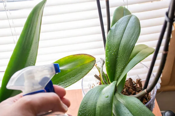 Один из способов полива орхидей - обдув корней воздухом.