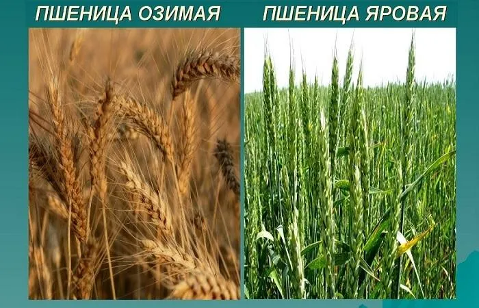 Сравнение пшеницы