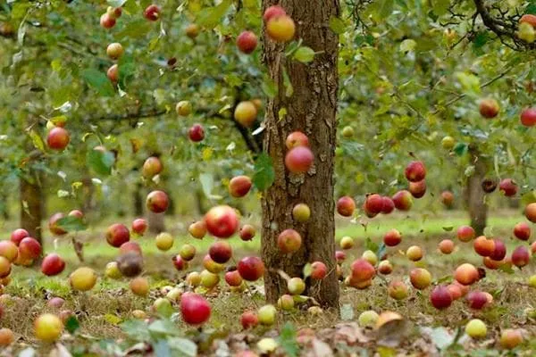 Яблоки падают с яблонь.