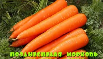 Королева осени - фото Морковь