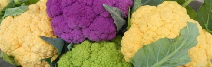 Различные виды цветной капусты на разных стадиях созревания