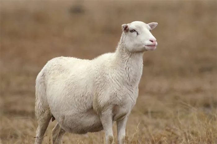Беременные овцы