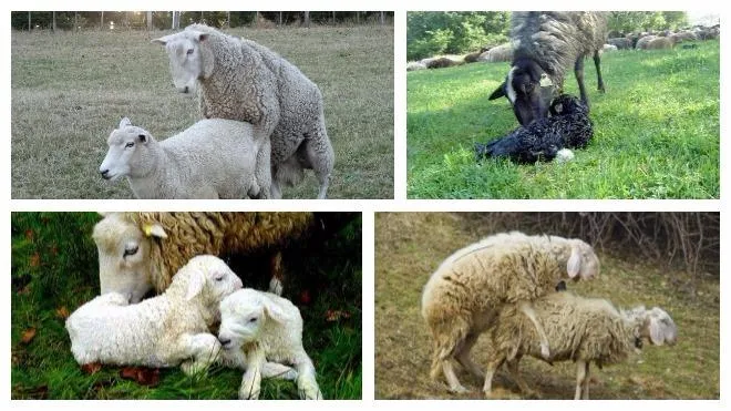 Спаривание овец