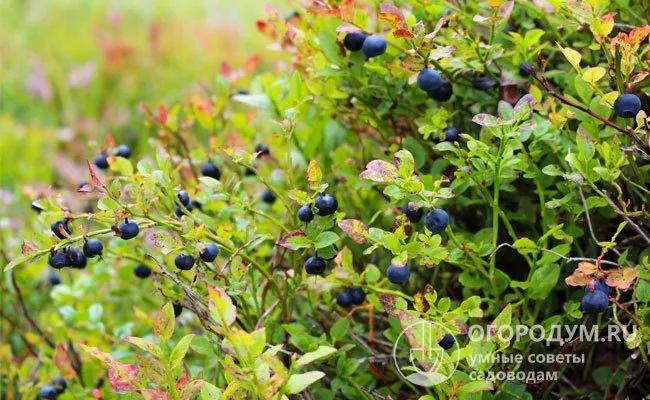 Малина (или гонор) - это представитель рода Vaccinium из семейства малиновых, брусничных, клюквенных, а также Verescae Lingonberry subcutis.