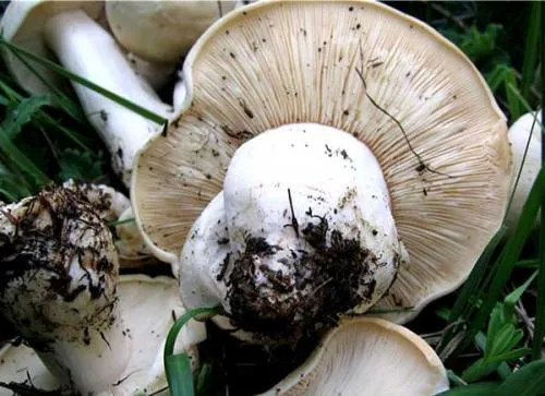 Белые грибы с Крымских гор. Горный белый гриб