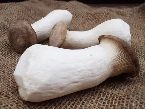 Белые горные белые грибы, как приготовить. Луговые белые грибы: приготовление.