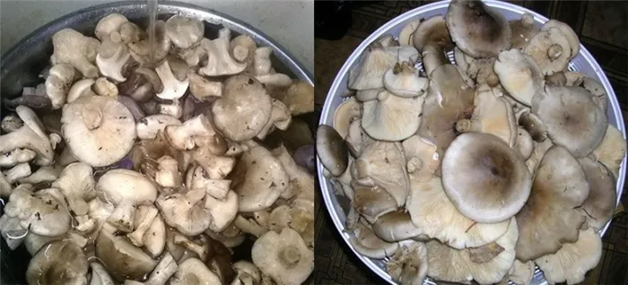 Вымойте грибы