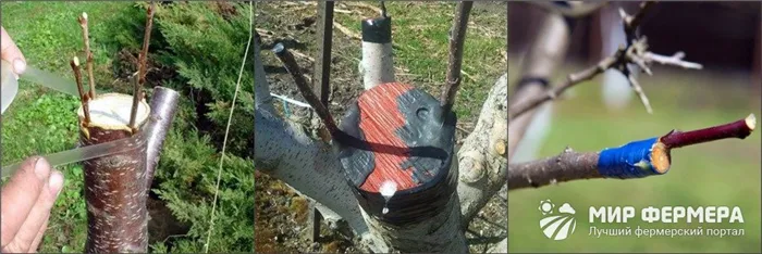 Как ухаживать за привитыми деревьями