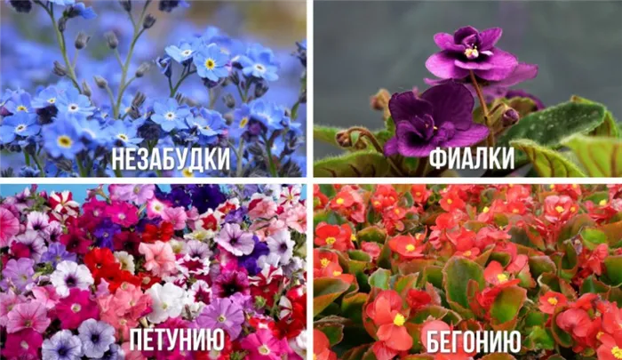 Цветы для ландшафтного дизайна