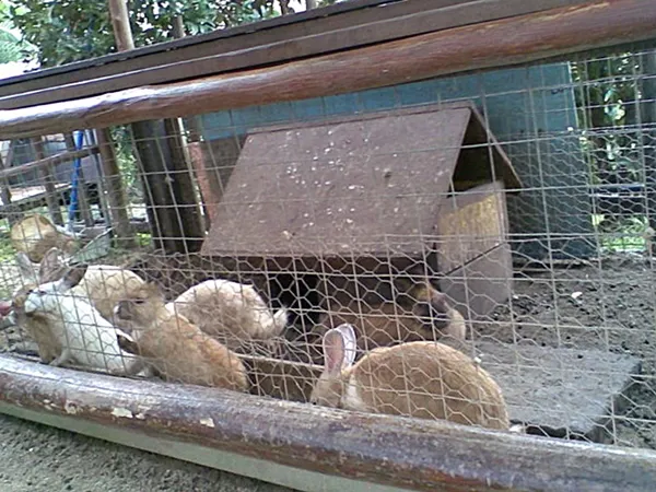 Кролики в заборах
