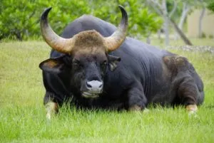 Самый большой в мире бык