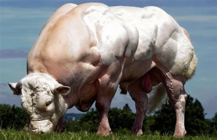 Чианин (герефорд), самый крупный бык в мире