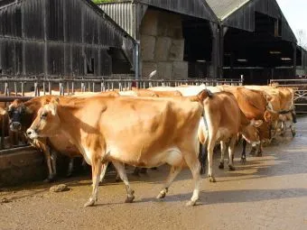 Коровы, производящие молоко (фото с сайта Photogen)
