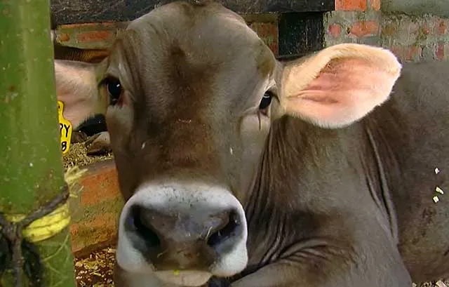 Чрезмерное потребление пищи может привести к гибели коров