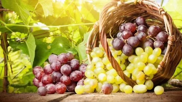 Различные сорта винограда, каковы полезные свойства ягод, можно ли их есть при похудении