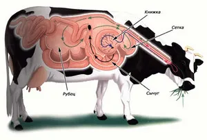 Пищеварение у крупного рогатого скота - форма и основные особенности