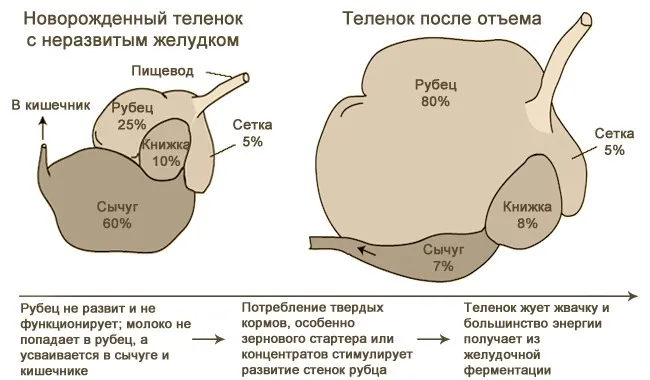 Диаграмма желудка теленка