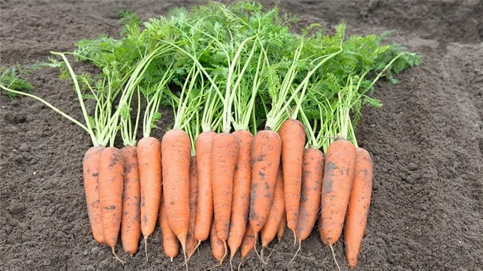 Французская морковьТипы моркови