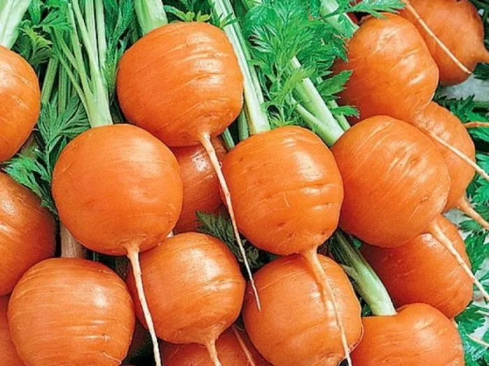 Морковь 'Carotelle': описание сорта.