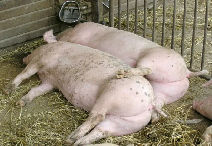 Две свиньи могут обнимать друг друга