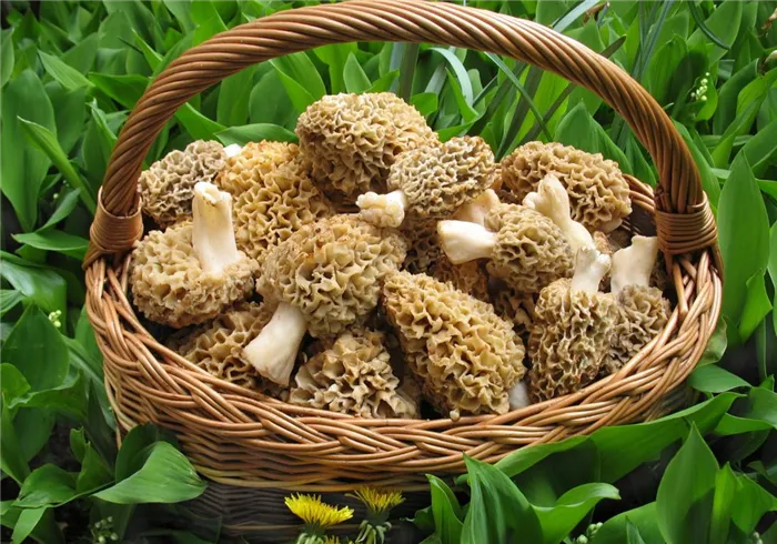 Преимущества грибов сморчков